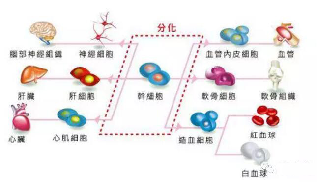 干细胞抗衰老有没有依据?